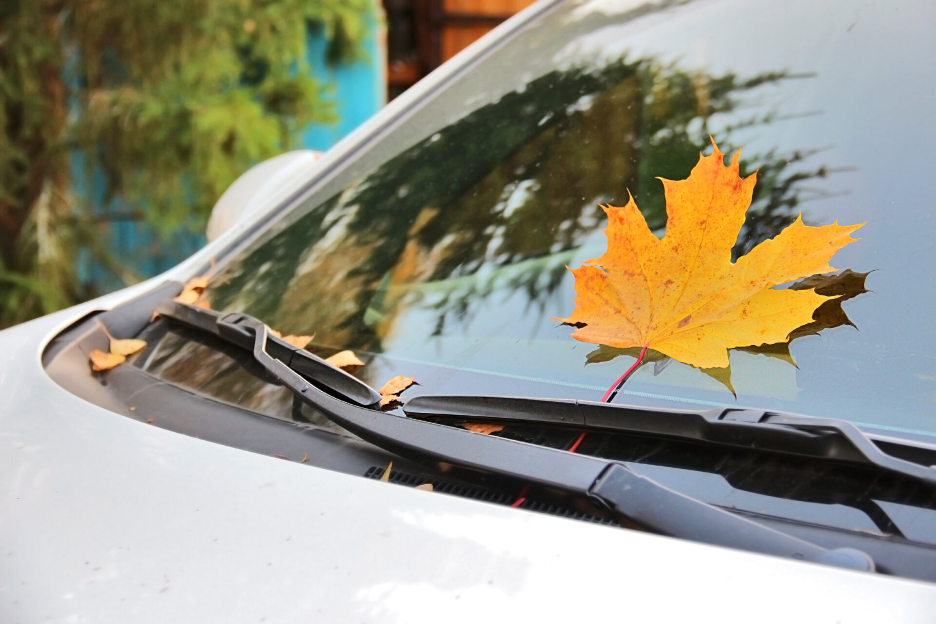 car with maple leaf